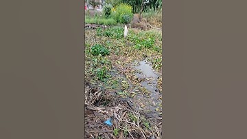 giật cả thác lác sướng tay quá mọi người ơi