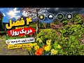 امروز خیار قلمی ایرانی کاشتم 
