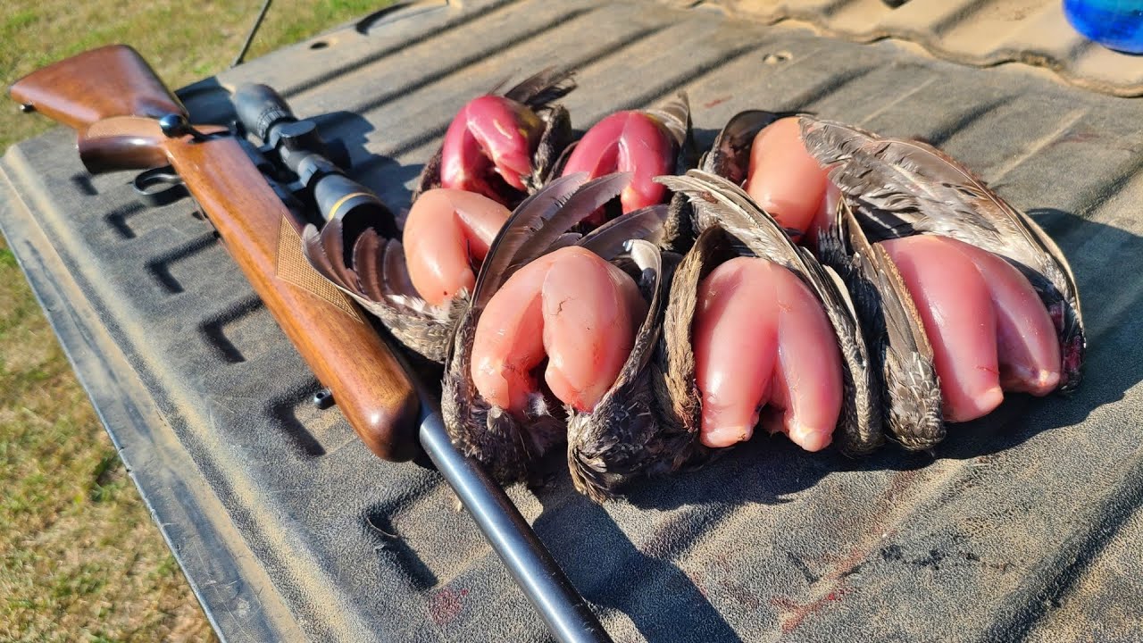 Early Fall Grouse Hunt - YouTube