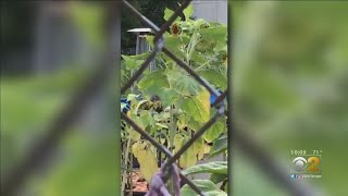 Rats Shut Down West Loop Community Garden