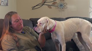How an entire Idaho town helped find missing dog Scout after month