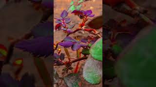 Islamic Hd Video Islamic Video.