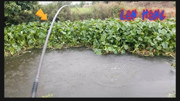 Câu cá thác lát .hốt nguyên ổ cá lâu năm bự bự khủng khủng.#p6 câu cá hóc môn