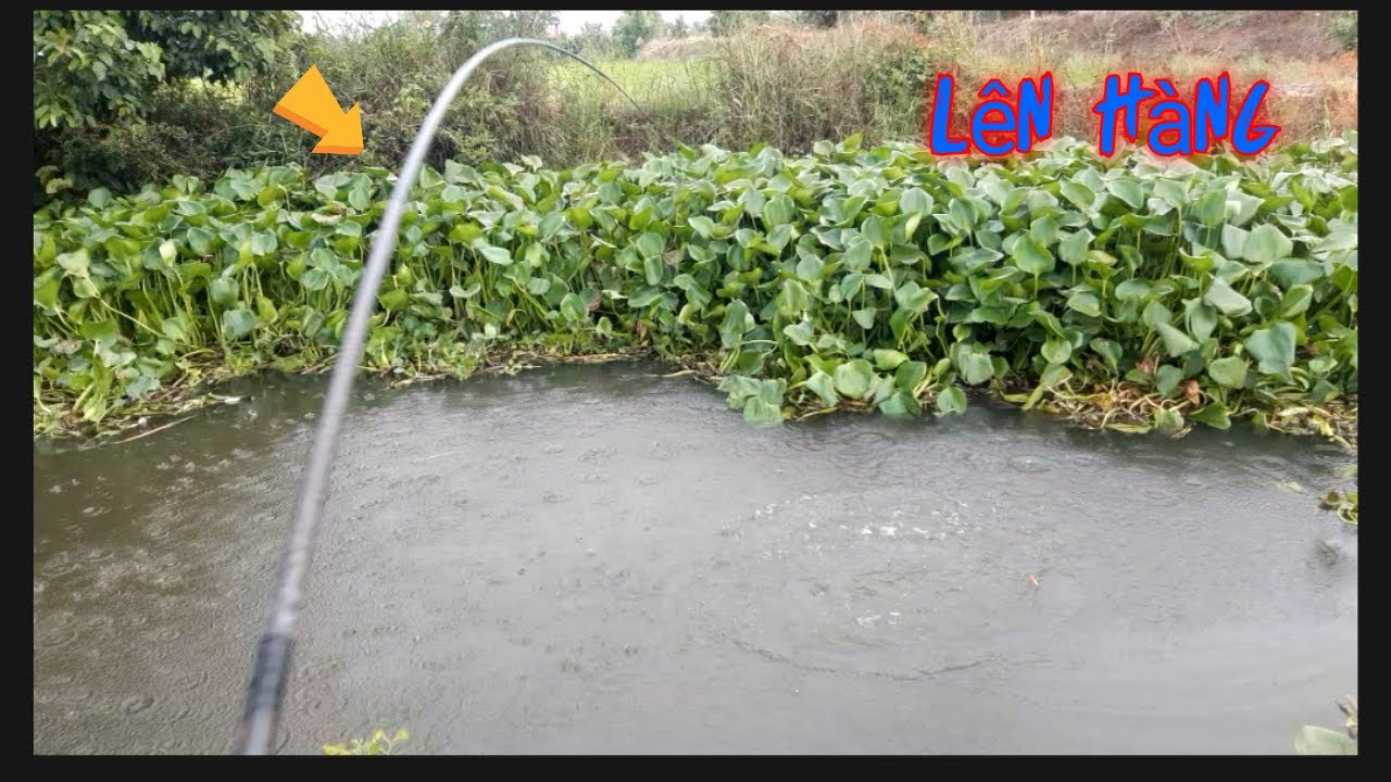 Câu cá thác lát .hốt nguyên ổ cá lâu năm bự bự khủng khủng.#p6 câu cá hóc môn