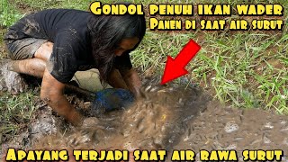 Download Lagu DISAAT AIR RAWA SURUT DISINILAH TANGAN DEWA PANEN PULUHAN KILO IKAN MP3 Download Lagu DISAAT AIR RAWA SURUT DISINILAH TANGAN DEWA PANEN PULUHAN KILO IKAN MP3