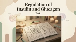 Regulation of Insulin &amp; Glucagon by Amino Acids | Part 1 | MPhil &amp; BS Endocrinology 
