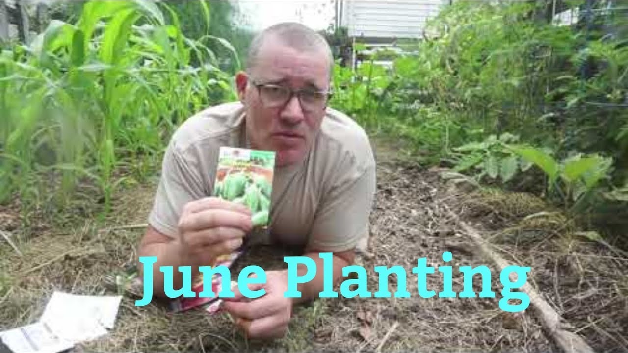 What can you STILL Plant in June?? Succession planting ideas YouTube