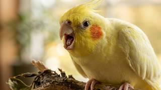 Cockatiel Singing 12 Hours: Bird Sounds for Pets to Listen To 💛🐥🎶