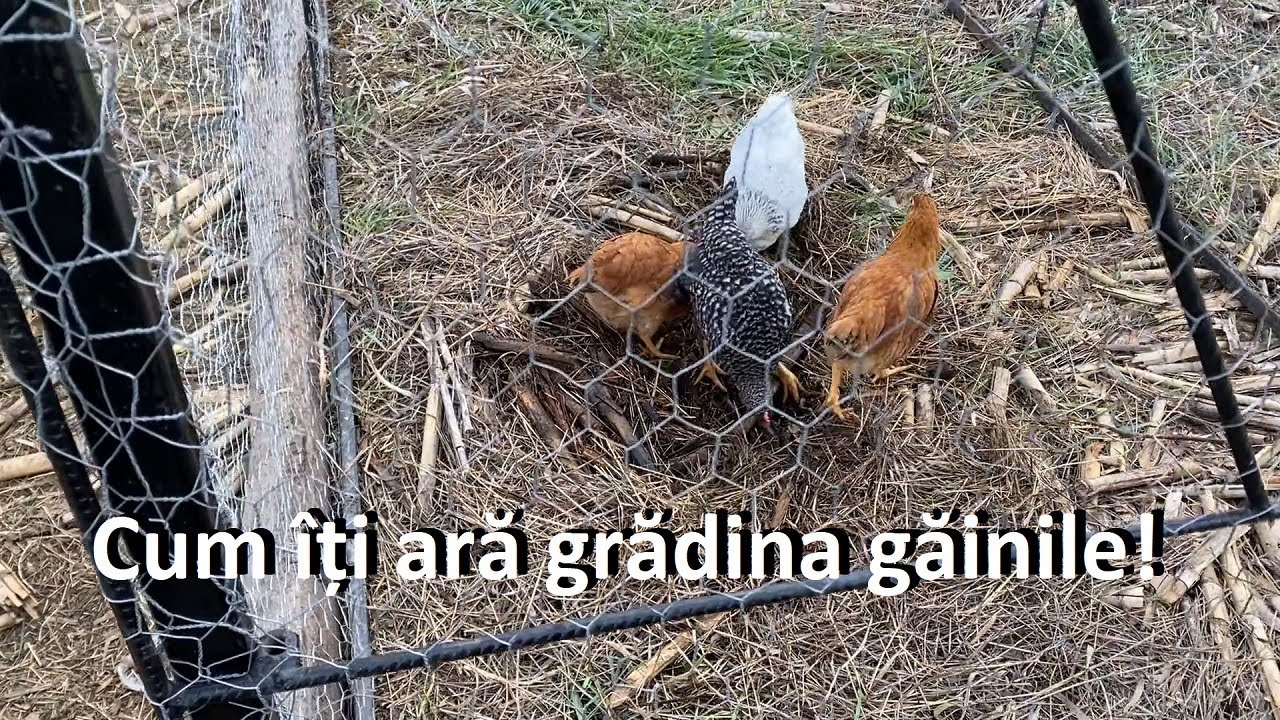 Cum ar eu cu găinile: Metoda chicken tractor
