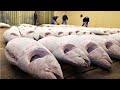 Frozen Tuna After Harvest Vessel to Factory - Tuna Processing and Packing