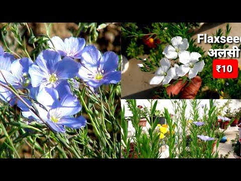 वीडियो: क्या मैं अलसी उगा सकता हूं: घर पर अलसी के पौधे उगाना सीखें