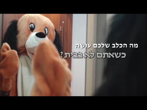מה הכלב שלכם עושה כשאתם לא בבית?