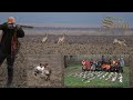 Hare & pheasants hunting in Backa Palanka 2018. - Lov na zeca - Chasse au lièvre