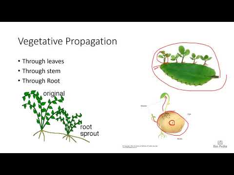 Reproduction By Roots 5.6 Vegetative Propagation by Leaves, Stem & Roots | Reproduction ...
