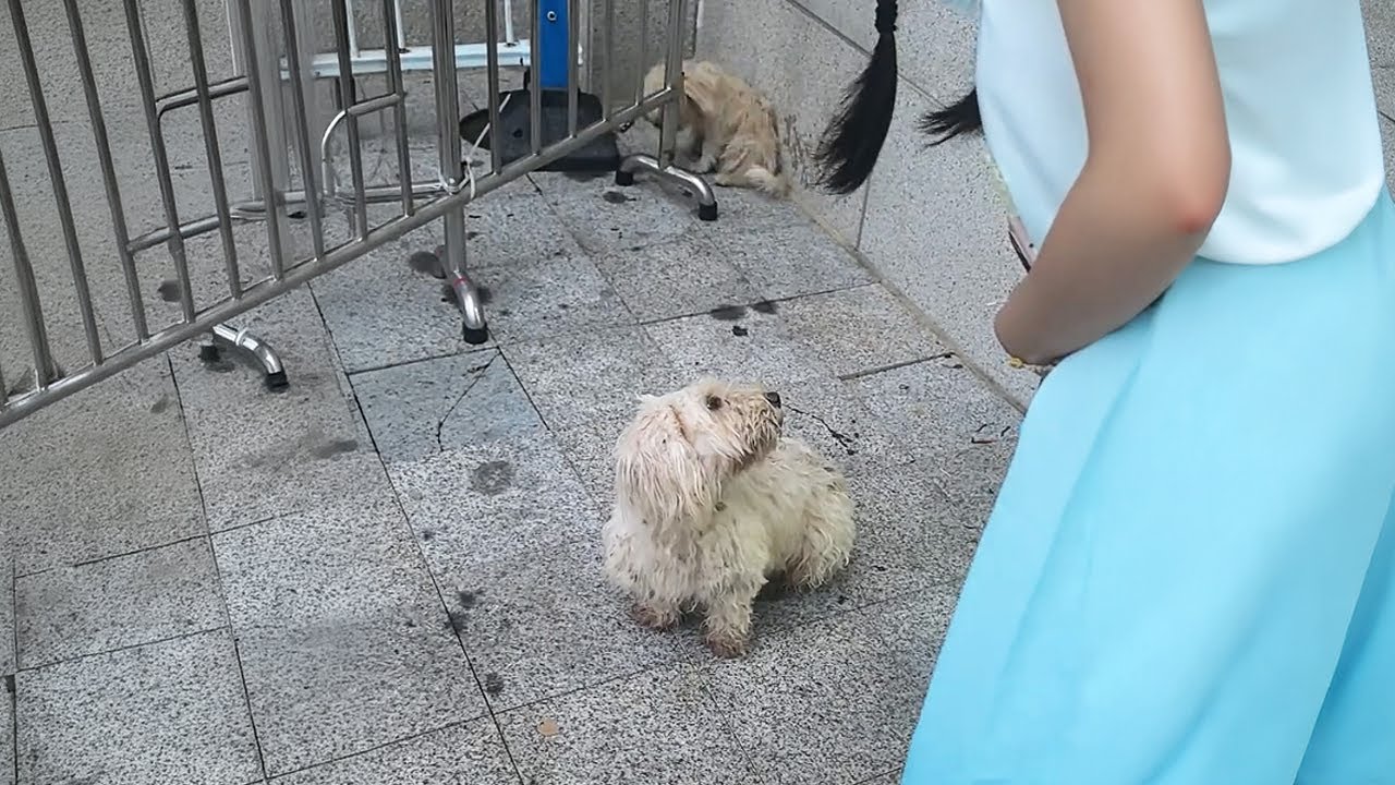 Семья бродячих собак у метро наконец обрела дом