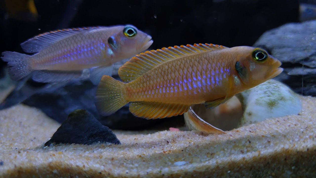 Lamprologus Ocellatus Gold ve Blue YouTube