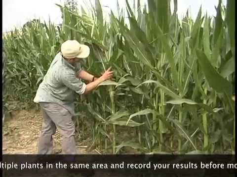 Video: Kaip europinis kukurūzų gruoblėlis pateko į Ameriką?