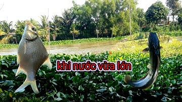 Câu cá. câu cá rô đồng khi nước vừa lớn bỏ xuống ăn liền @chuachactv