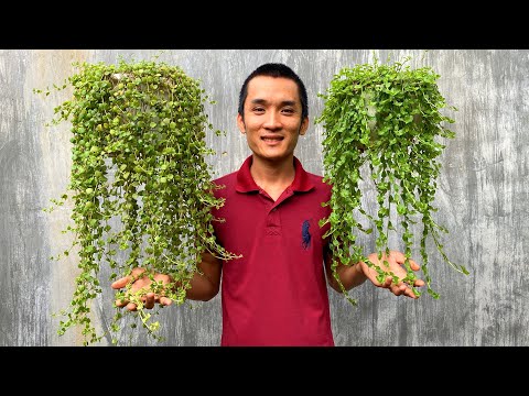 Video: Kako orezati biljke rajčice: 7 koraka (sa slikama)