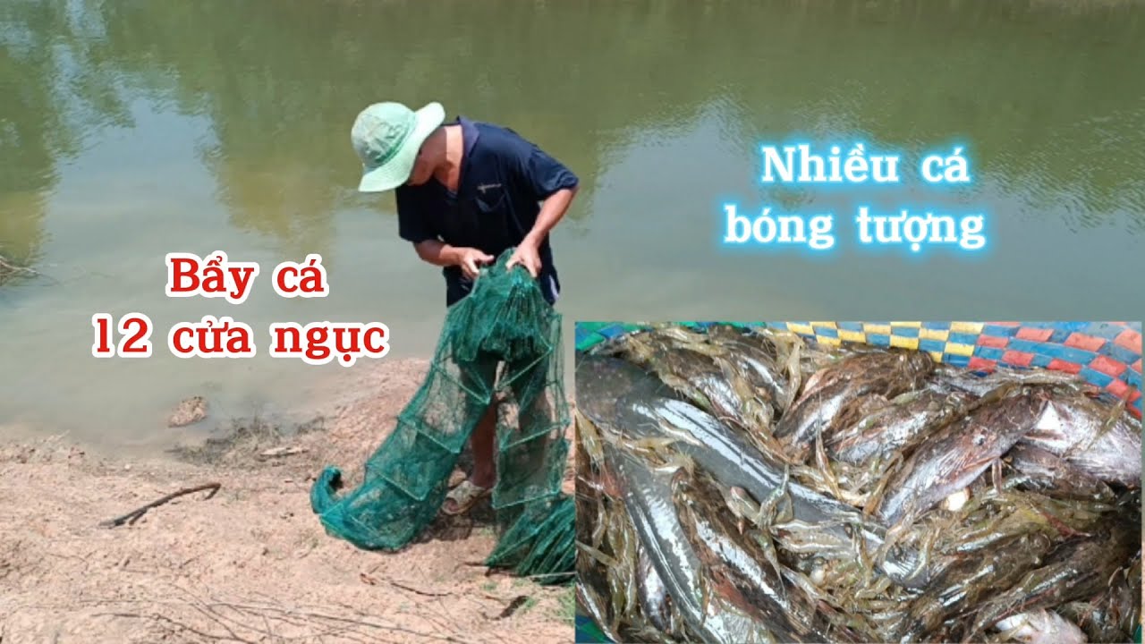 Bẩy cá dưới ao 12 cửa ngục dính nhiều cá bóng tượng | #8