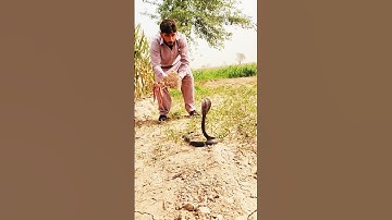 Mushki Naag short video #monkey #cobravsmongoose #kingcobra #animals #snakeandmongoose #kingsnake