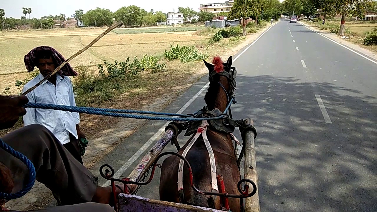 Tonga ride at Rajgir YouTube