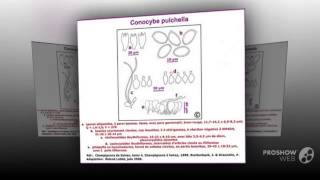 Conocybe Digitalina - Fungi Kingdom