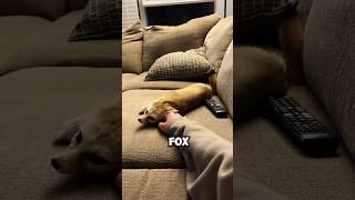 Adopted Kitten Turned Out To Be A Rare Baby Fox.