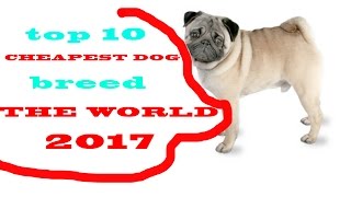 Top 10 Cheapest Dog Breeds In The World 2017 by Dog Lover planet 8,395 views 6 years ago 6 minutes, 1 second