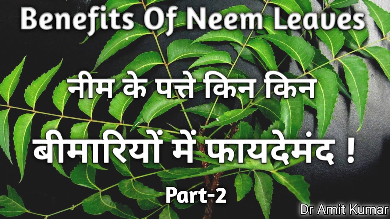 Benefits Of Neem Leaves नीम के पत्ते किन किन बीमारियों में फायदेमंद
