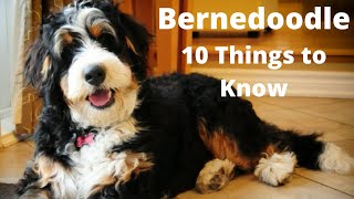 Bernedoodle  10 Things To Know About the Bernese Mountain Poodle Mix