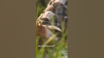 Gaboon Viper memiliki taring terpanjang di antara semua ular berbisa lainnya, #shorts