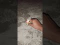Ganga jamuna vadival patake testing crackers testing of vadival