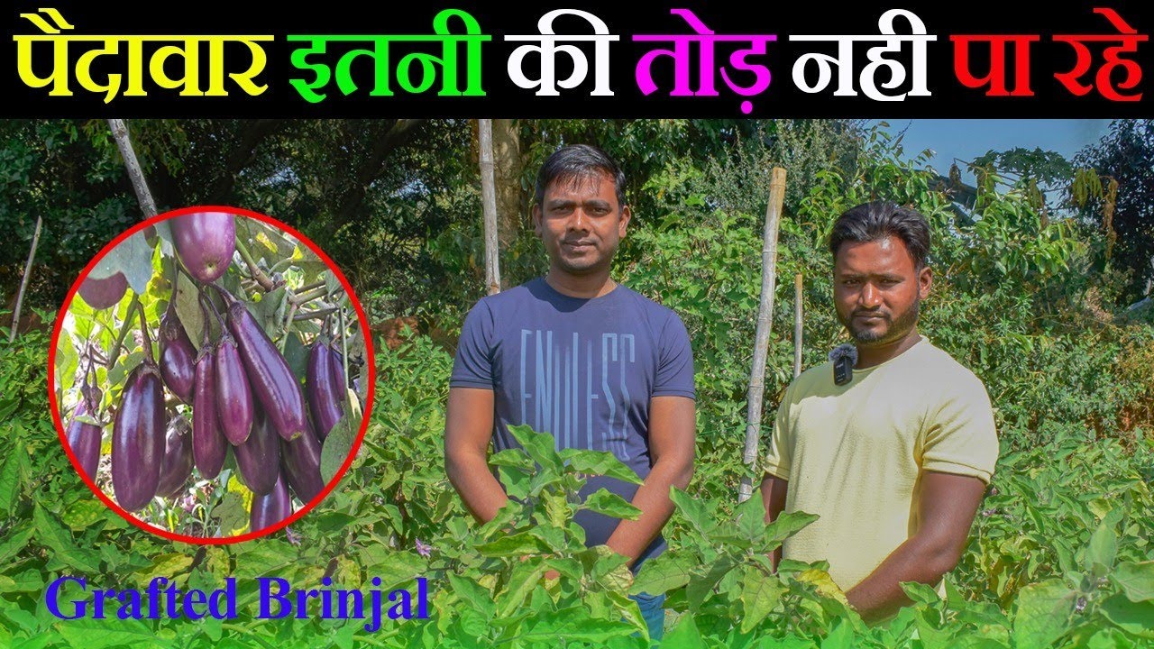 Grafted बैंगन की खेती | उत्पादन इतनी की हैरान हो जायेंगे 😳 | Grafted Brinjal farming | #Ditesh