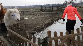 NatuurijsNederland - Schaatsen Amsterdam Waterland   2018