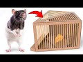 How To Make Humane Rat Trap From Cardboard 