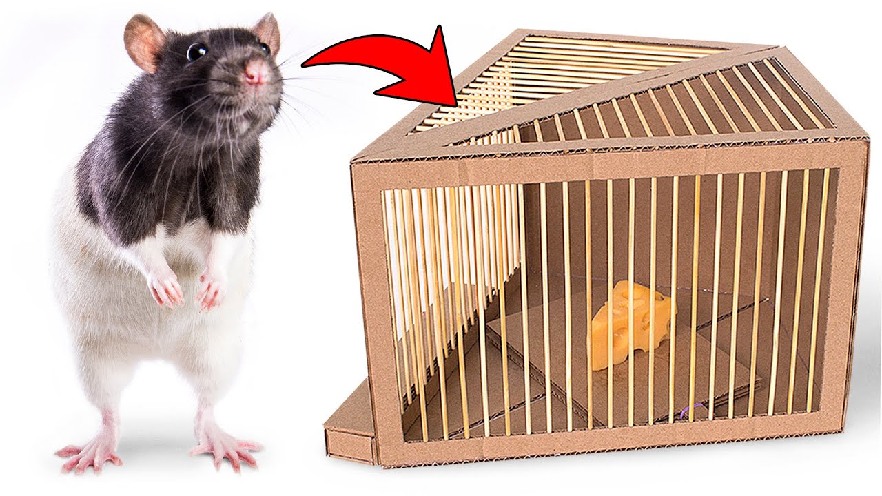 How To Make Humane Rat Trap From Cardboard YouTube