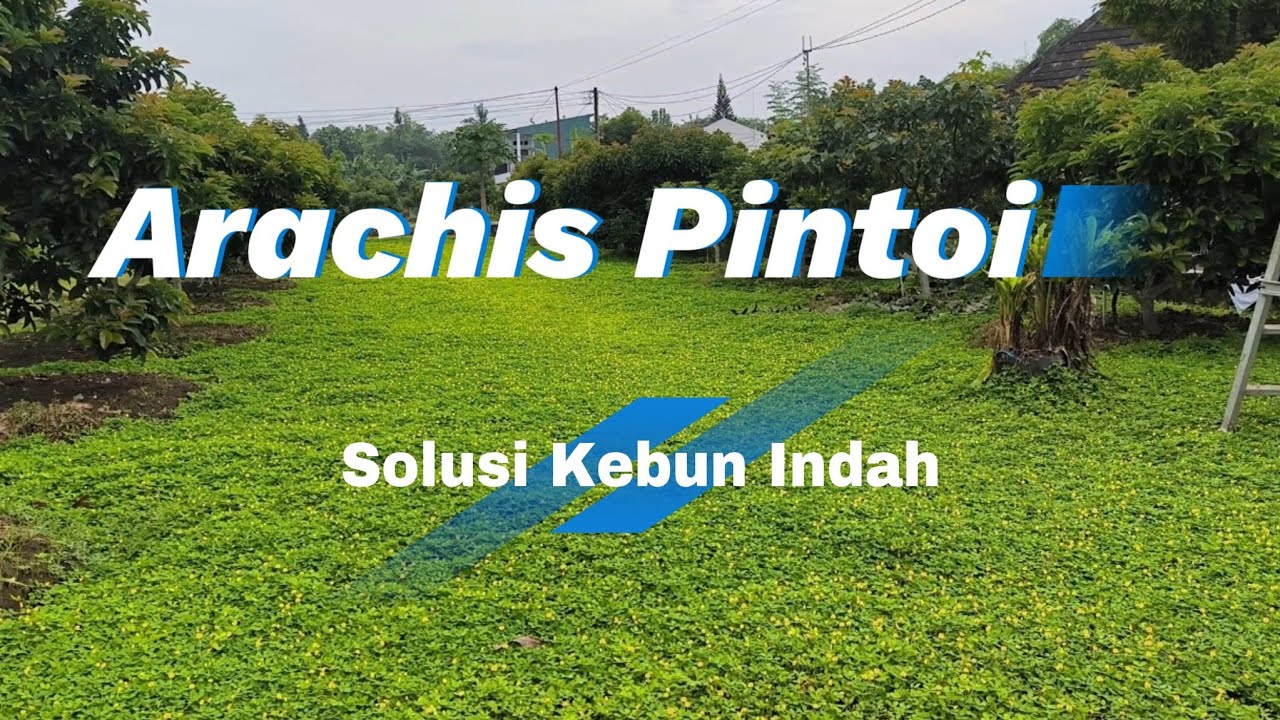 ARACHIS PINTOI SOLUSI KEBUN INDAH