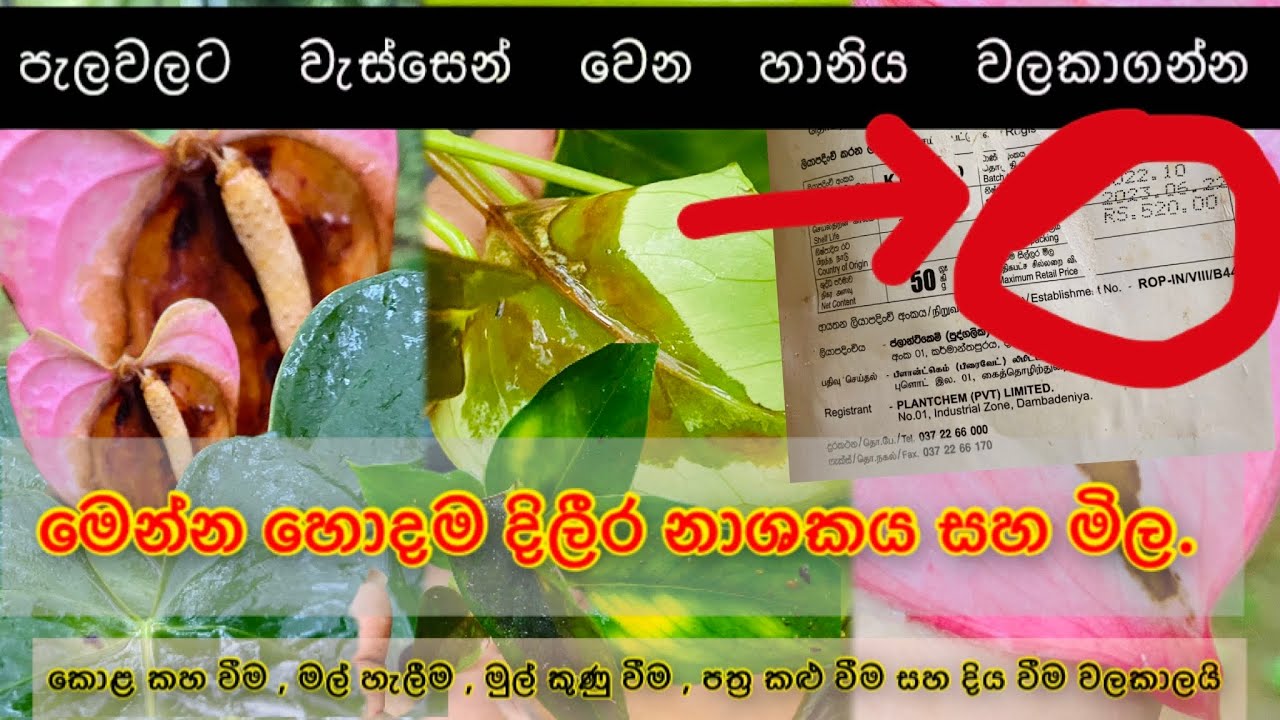 වැස්සට මල් පැල සවුත්තු වෙනවද? මෙන්න හොදම විසදුම සහ දිලීර නාශකය. #hishi #anthurium #srilanka