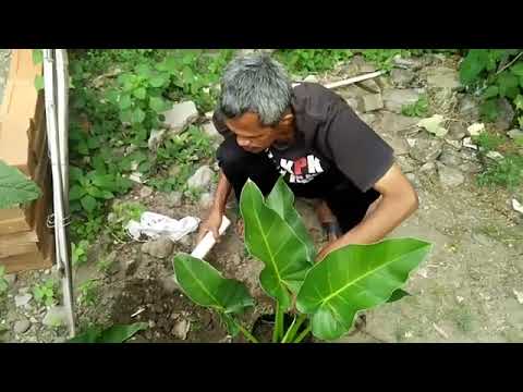 Pak Madi Selalu Hepi