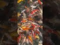 잉어 ,Carp fish