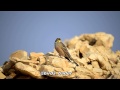 Ortolan Bunting درسة الشعير Nikon D4s Birds 