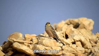 Ortolan Bunting & درسة الشعير & nikon d4s & birds