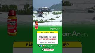 Information RISE OF HIGH TIDE – MEKONG DELTA WARNING OF FLOOD RISK | Source: THĐT, September 15, 2026 Guide