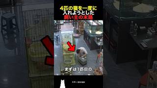 4匹の猫を一度に入れようとした飼い主の末路