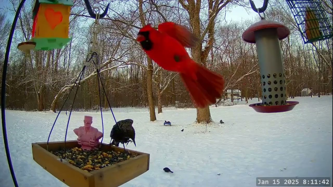 *On This Day 1 Year Ago* Winter Bird, Deer & Critter Cam