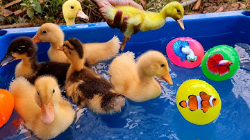 Vịt con dễ thương, đàn vịt con bơi lội cùng những quả trứng đầy màu sắc