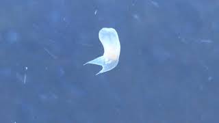 Convolutriloba Feeding on Copepods