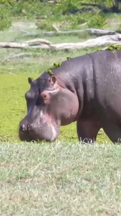 SUARA BADAK YANG ANEH 😱#animals #hewanlucu #badak