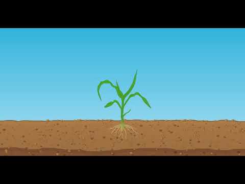 Application of Starter Fertilizer in Corn